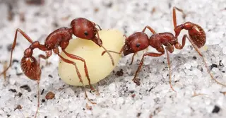 একটির দাম ২৮০০০ টাকা; আফ্রিকার যে পিঁপড়ার তথ্য আপনাকে চমকে দেবে